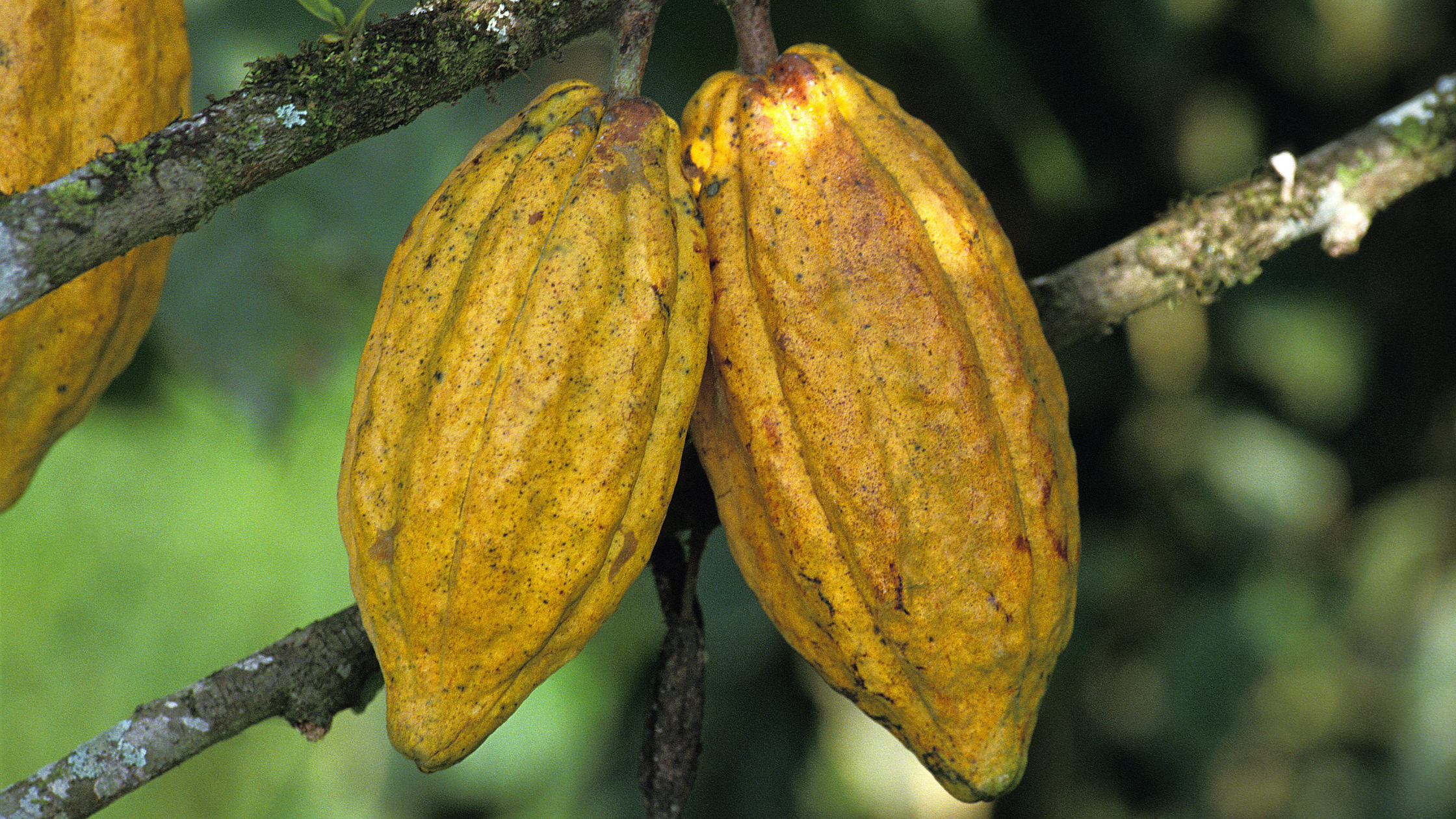 CACAO