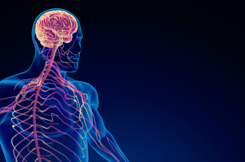 Breathwork à Sion système nerveux