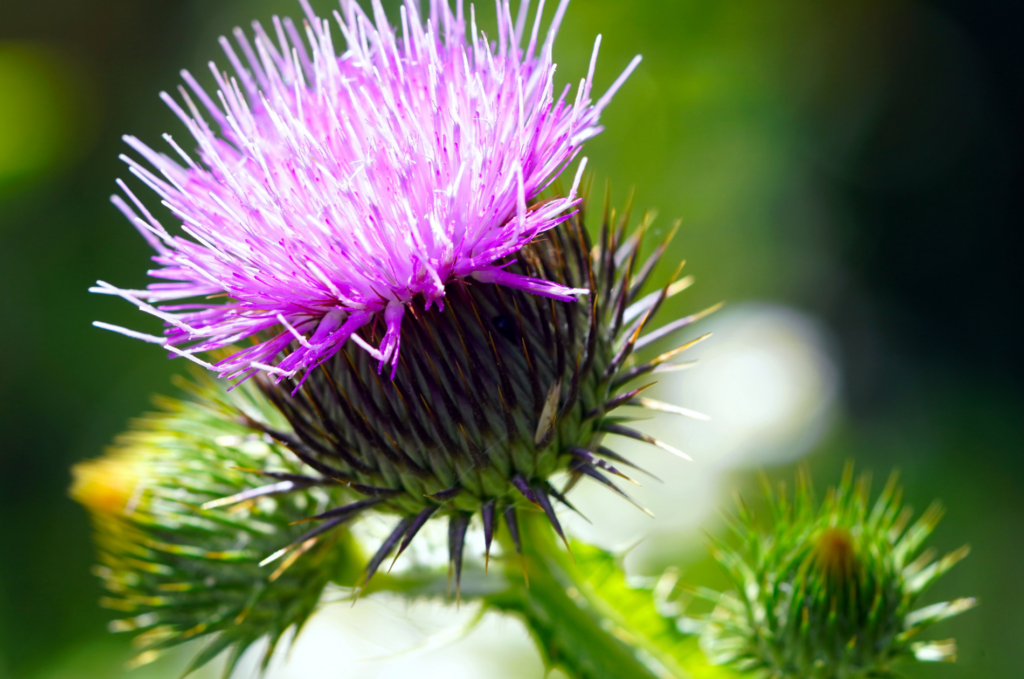 Chardon-Marie cure détox